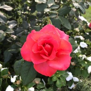 Meet your Posher, Joanne